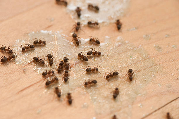 Best Insect Control  in Gaylord, MN
